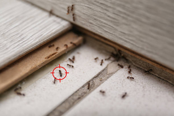 Wasp Removal Services in Rochester, MI