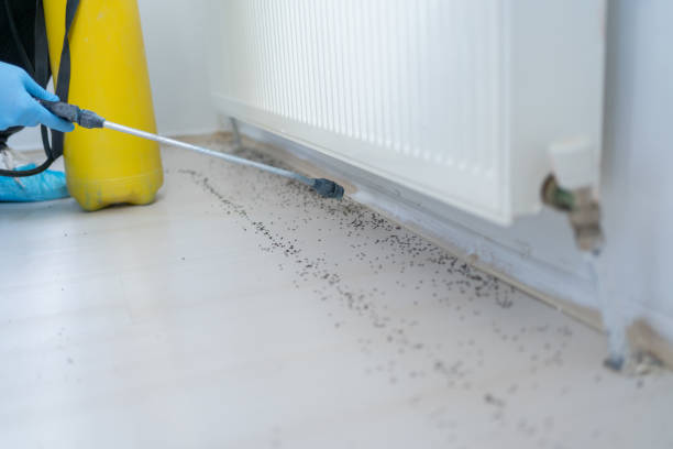 Best Termite Control Services  in Rochester, MI
